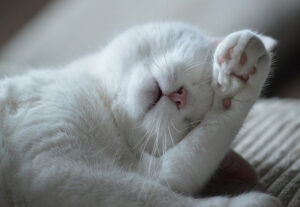 IT Support in Surrey is not boring - sleeping cat